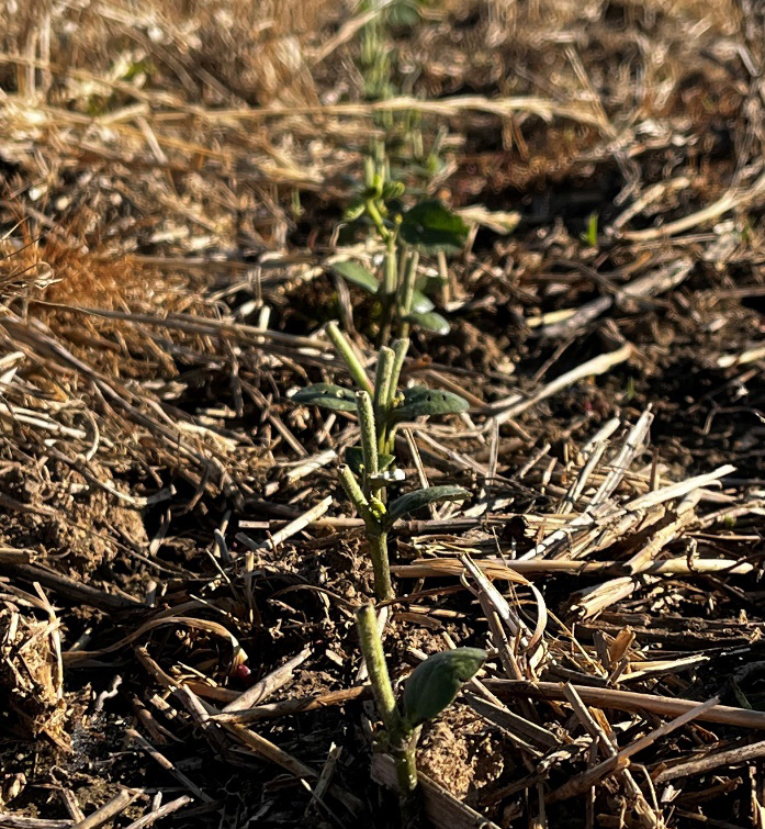 Soybean plants emerging from the ground with their tops bit off by deer feeding.